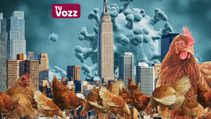 Nueva York ordena el cierre temporal de mercados de aves vivas por brote de gripe aviar - Imagen