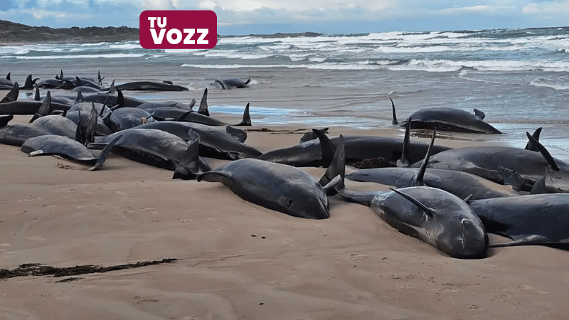 Tragedia en Tasmania: 157 ballenas mueren tras quedar varadas en una playa remota - Imagen