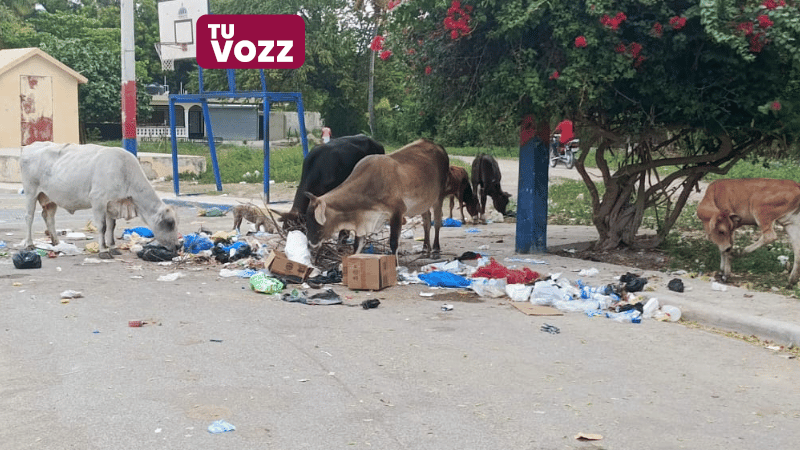 Vacas sueltas causan caos en Cabral: residentes exigen aplicación de sanciones - Imagen
