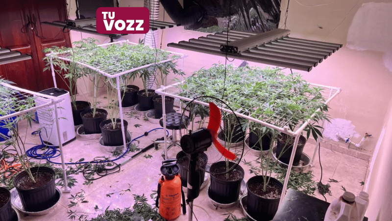 DNCD y Ministerio Público Desmantelan Invernadero de Marihuana en La Vega - Imagen