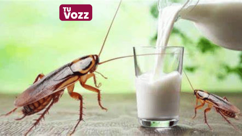 La Leche de Cucaracha: Un Sorprendente Superalimento del Futuro - Imagen