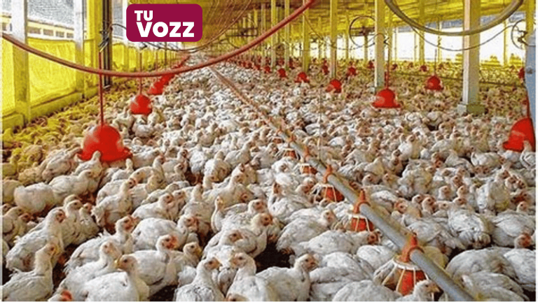 Estados Unidos detecta casos de gripe aviar H7N9 en granja de pollos en Mississippi - Imagen