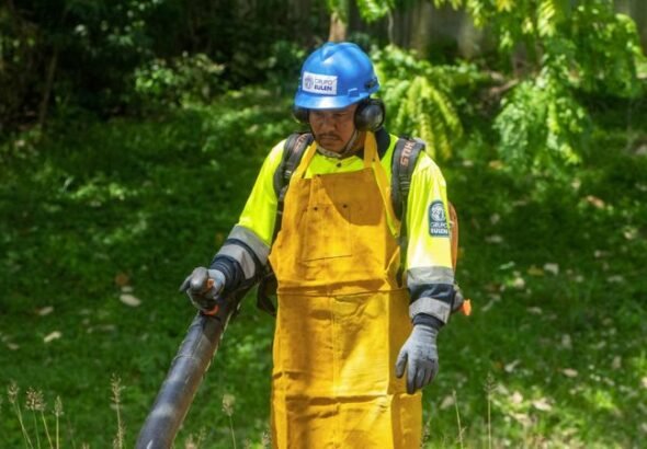 Prevención de áreas verdes ante temporada ciclónica protege infraestructuras - Imagen